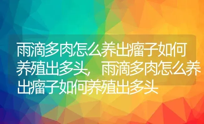 雨滴多肉怎么养出瘤子如何养殖出多头,雨滴多肉怎么养出瘤子如何养殖出多头 | 养殖常见问题