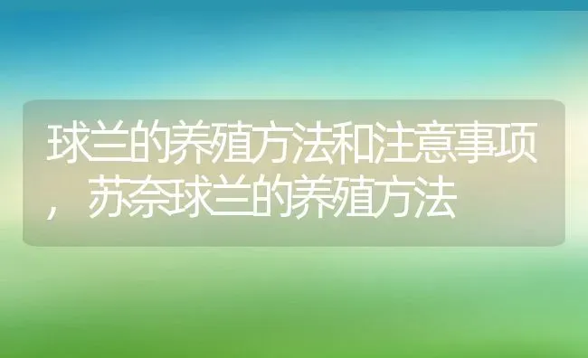 球兰的养殖方法和注意事项,苏奈球兰的养殖方法 | 养殖常见问题