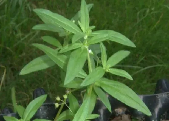 植物常识问题|白花蛇舌草有什么作用