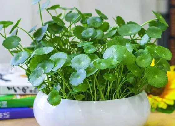 植物常识问题|金钱草叶子发黄什么原因（金钱草有黄叶干了补救处理）