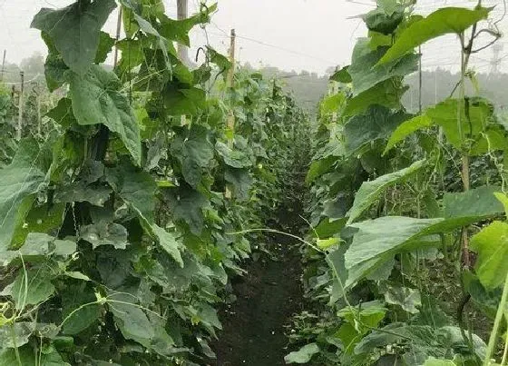 植物常识问题|种的丝瓜为什么不开花不结果 丝瓜花什么时候开花