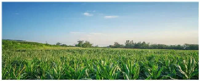 玉米地兰花菜用什么除草剂 | 农业常识