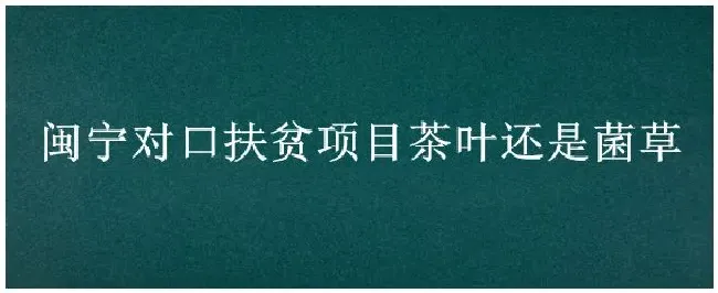 闽宁对口扶贫项目茶叶还是菌草 | 三农答疑