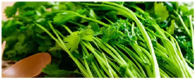 冬季适合种植什么蔬菜 | 农业常识