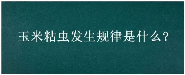 玉米粘虫发生规律是什么? | 三农答疑