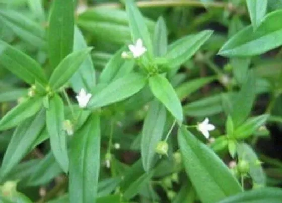 植物常识问题|白花蛇舌草有什么作用