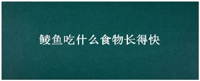 鲮鱼吃什么食物长得快 | 科普知识