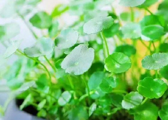植物常识问题|金钱草叶子发黄什么原因（金钱草有黄叶干了补救处理）