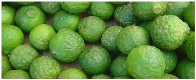 青柠种植几年可以挂果 | 农业问题