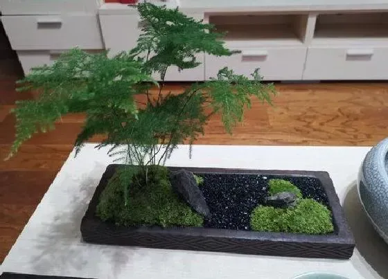 植物常识问题|文竹如何浇促根水笋芽冒更多