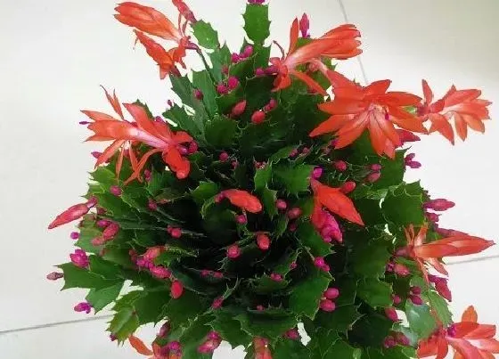 植物常识问题|蟹爪兰如何施肥生长快