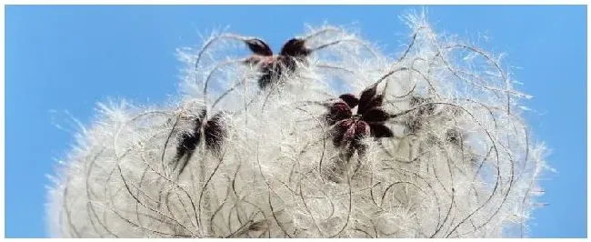 棉花种子怎么种 | 生活常识