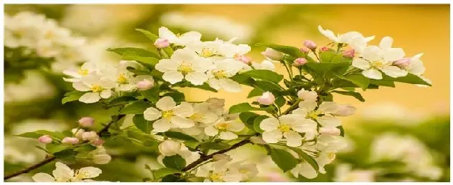 海棠花怎么养殖方法 | 三农问答