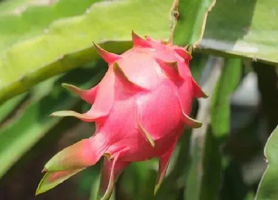 植物常识问题|如何挑选火龙果好吃 挑选火龙果技巧（图解法）