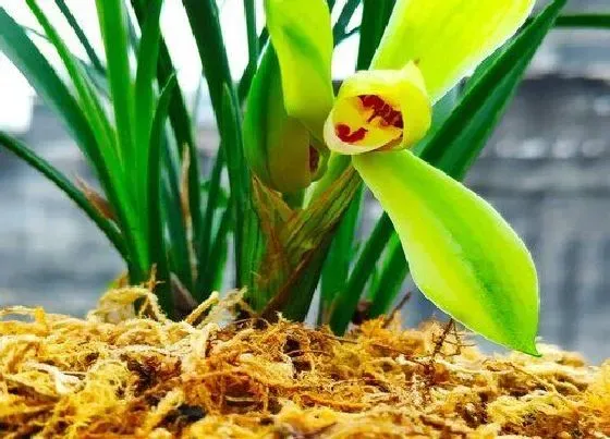 植物常识问题|兰花不够健壮怎么办  用什么养就能够让它非常好的增长