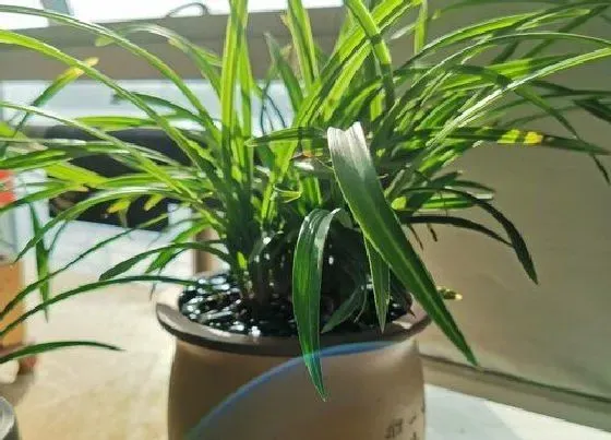 植物常识问题|兰花黄叶开花少是什么原因