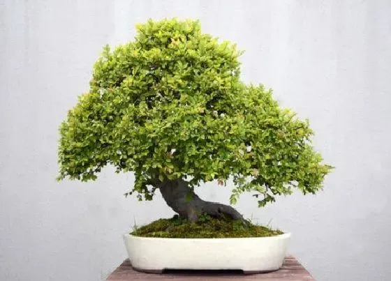 植物常识问题|榆树为什么是鬼树 家里养榆树是鬼树是真的吗