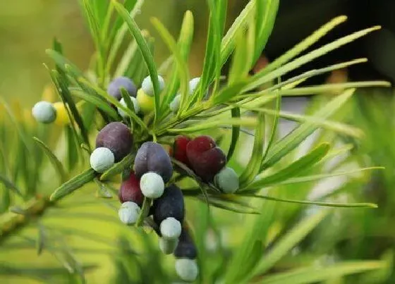 植物常识问题|罗汉松品种