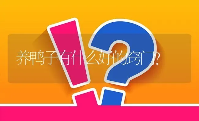 养鸭子有什么好的窍门? | 养殖问题解答