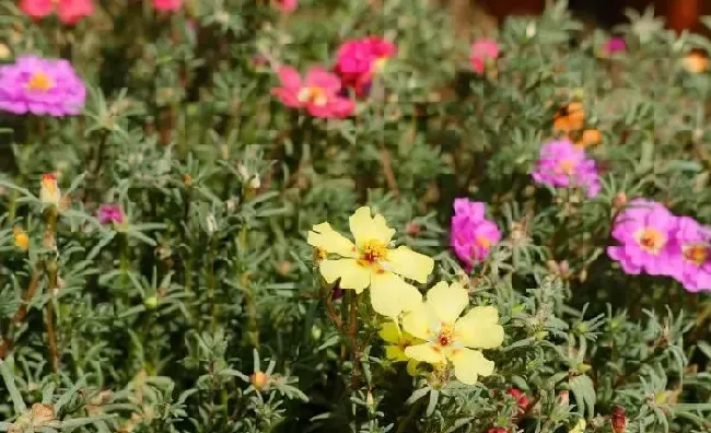 植物常识问题|太阳花籽怎么种植方法