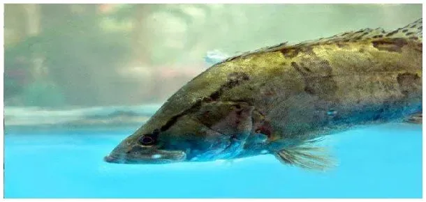 鳜鱼发不发 | 三农答疑