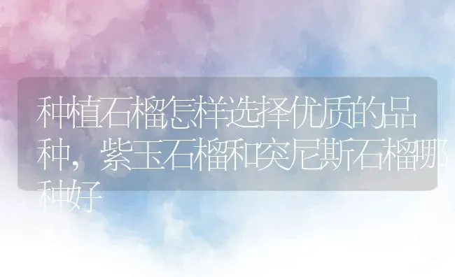 种植石榴怎样选择优质的品种,紫玉石榴和突尼斯石榴哪种好 | 养殖常见问题