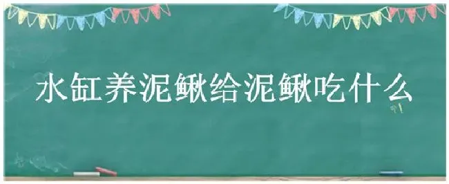 水缸养泥鳅给泥鳅吃什么 | 三农答疑