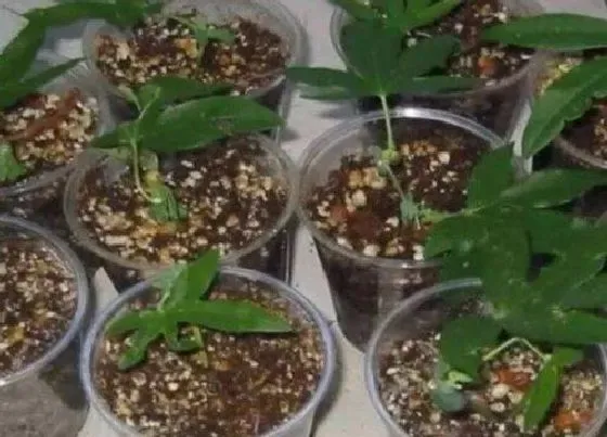 植物常识问题|如何解决秋季花卉扦插后存活率不高问题