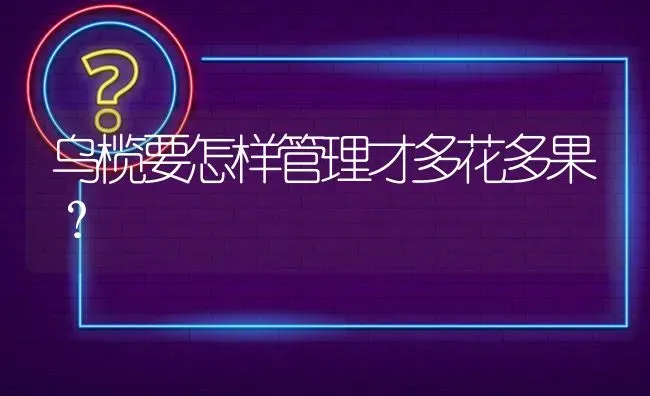 乌榄要怎样管理才多花多果? | 养殖问题解答