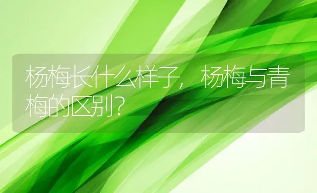 杨梅长什么样子,杨梅与青梅的区别？ | 养殖常见问题