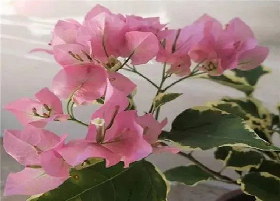 植物常识问题|4月三角梅虫害如何防治