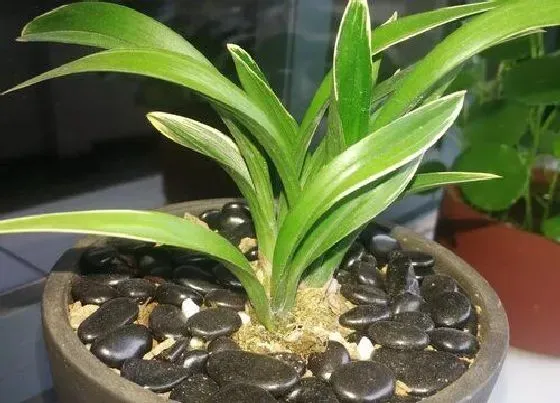 植物常识问题|兰花夏季长出的花苞如何处理