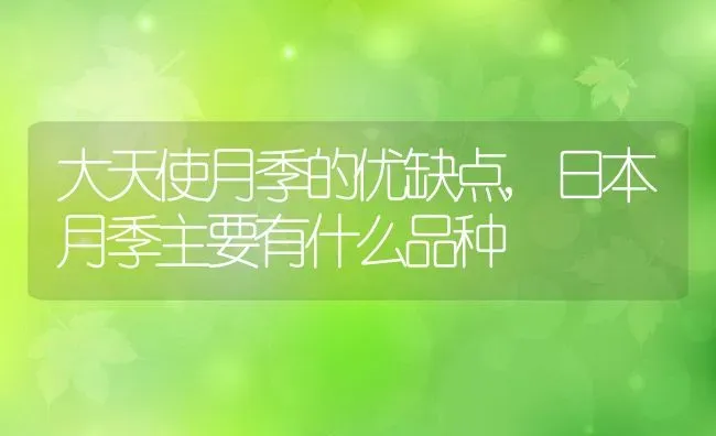 大天使月季的优缺点,日本月季主要有什么品种 | 养殖常见问题