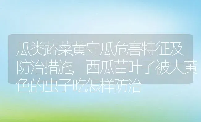 瓜类蔬菜黄守瓜危害特征及防治措施,西瓜苗叶子被大黄色的虫子吃怎样防治 | 养殖常见问题