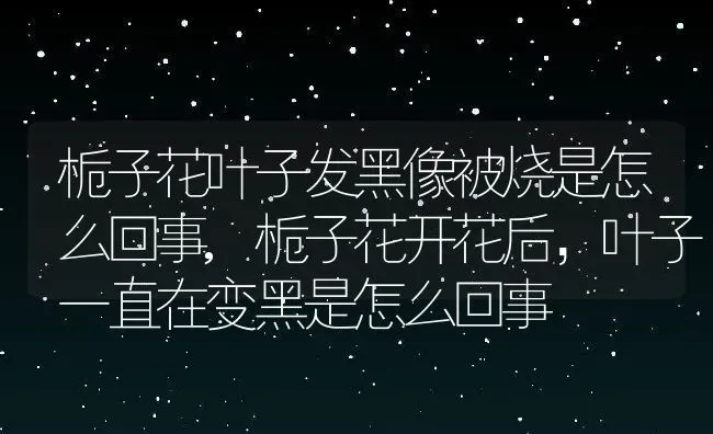 栀子花叶子发黑像被烧是怎么回事,栀子花开花后，叶子一直在变黑是怎么回事 | 养殖常见问题
