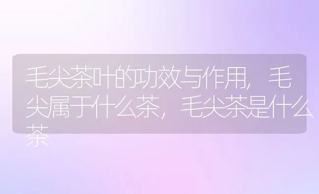 毛尖茶叶的功效与作用,毛尖属于什么茶，毛尖茶是什么茶 | 养殖常见问题