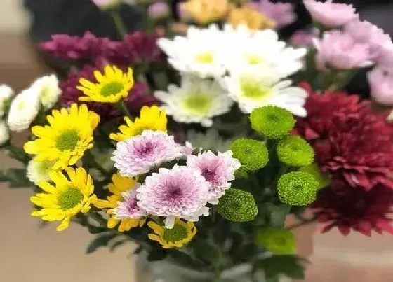 植物常识问题|表白用什么花多少朵 跟女生表白送什么鲜花合适