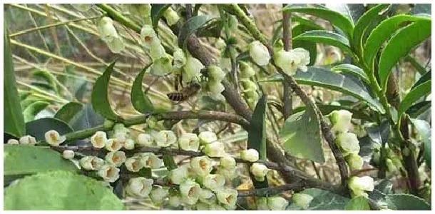 柃木(野桂花)流蜜条件有哪些？ | 科普知识