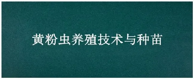 黄粉虫养殖技术与种苗 | 农业答疑