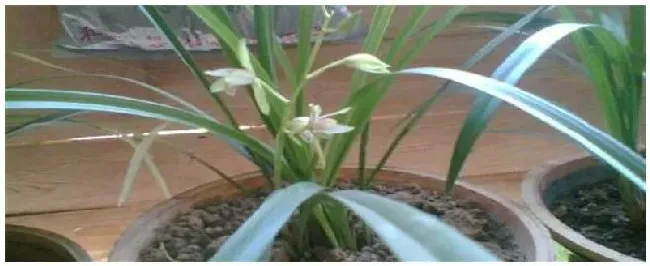 铁线兰花种植注意事项 | 农业答疑
