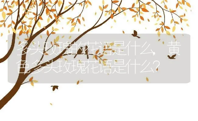 多头玫瑰的花语是什么,黄色多头玫瑰花语是什么？ | 养殖常见问题