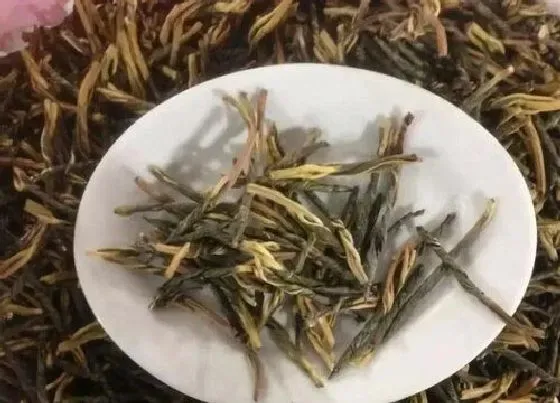 植物常识问题|苦丁茶的功效与作用