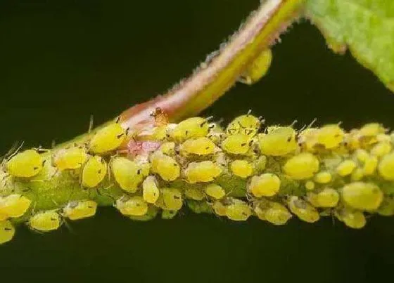 植物常识问题|冬季室内养的花卉出现蚜虫该怎么处理