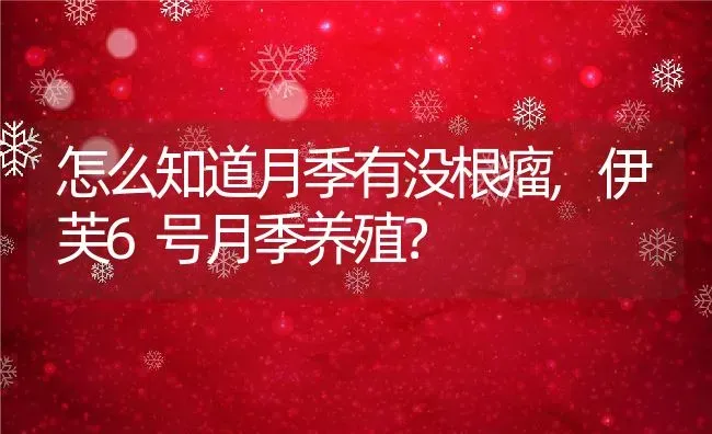 怎么知道月季有没根瘤,伊芙6号月季养殖？ | 养殖常见问题