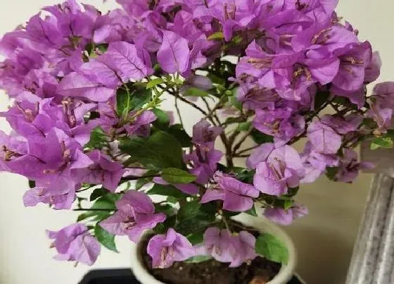 植物常识问题|三角梅如何养护开花多且生长快