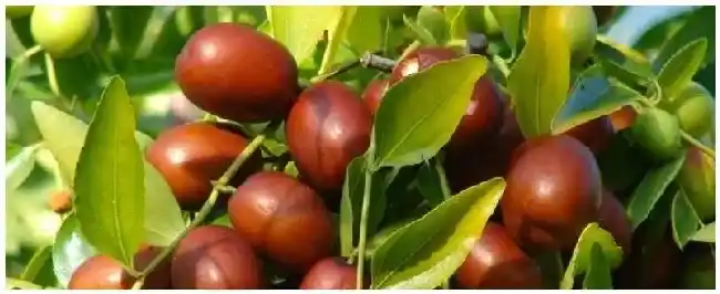 枣树环割时间和方法枣树环割的原理 | 科普知识