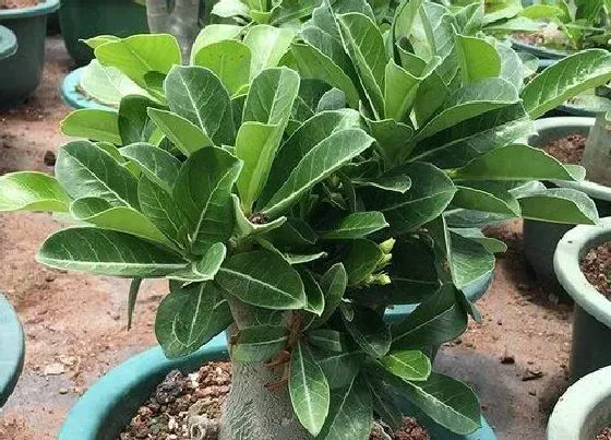 植物常识问题|用种子繁殖沙漠玫瑰播种之后的养护管理