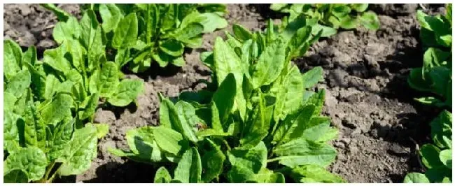 春季种植蔬菜注意事项 | 农业答疑