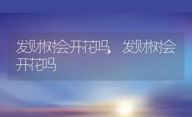 发财树会开花吗,发财树会开花吗 | 养殖常见问题