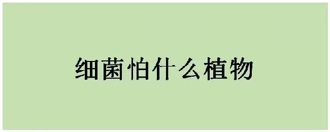 细菌怕什么植物 | 农业问题